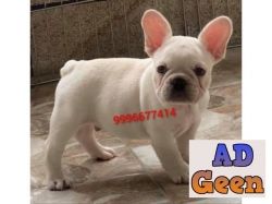 used Show quality French Bulldog Pup Available for sale 